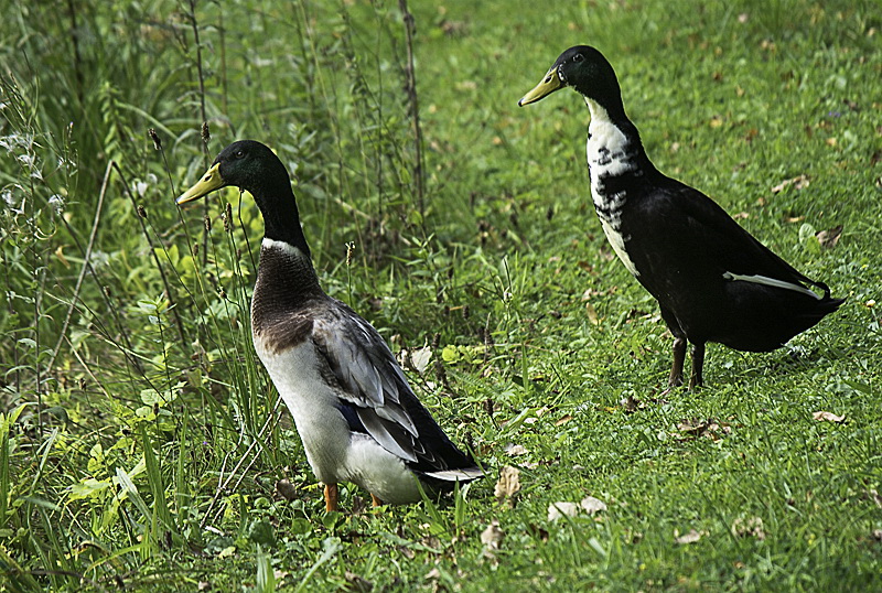 Allgäu 09 - 2014 - 20140908_0308-Bearbeitet als Smartobjekt-1 Kopie.jpg - Wachsame Enten beim Morgenspaziergang - Felix war Gottseidank an der Leine